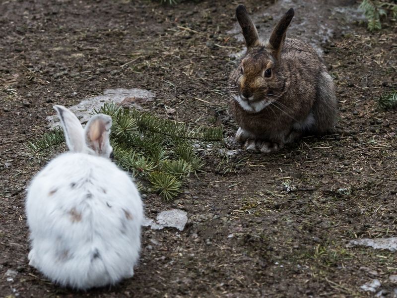 The Snowshoe Hare