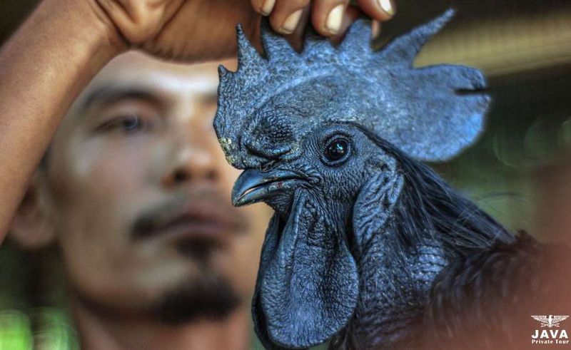 Cultural Significance in Indonesia
