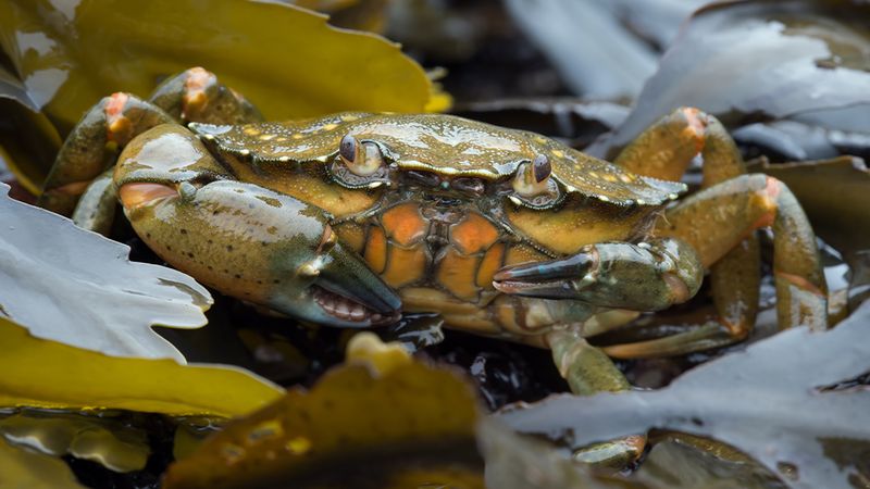 The European Green Crab