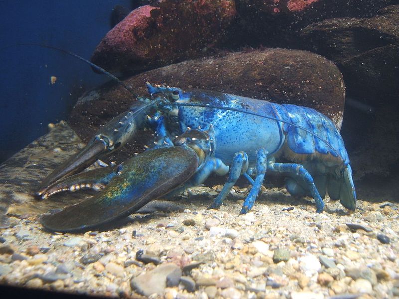 The American Lobster