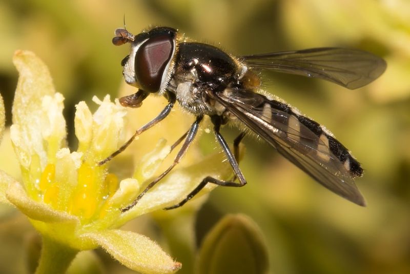 Pollinators in Disguise