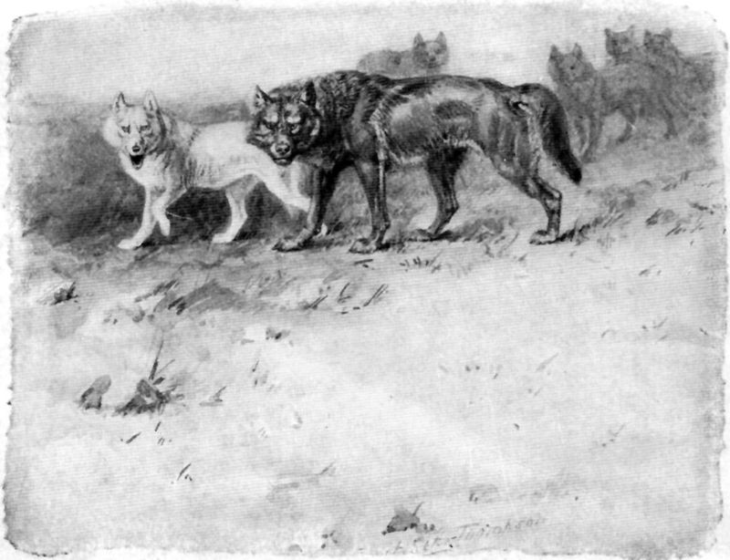 Lobo the King of Currumpaw