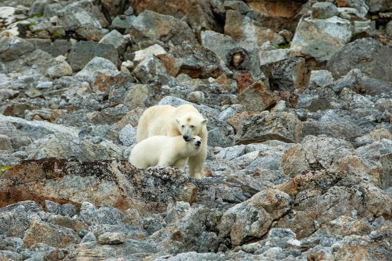 The Polar Bear