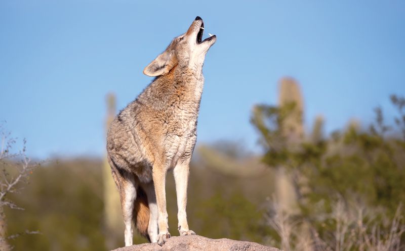 Coyotes That Outfoxed Extinction