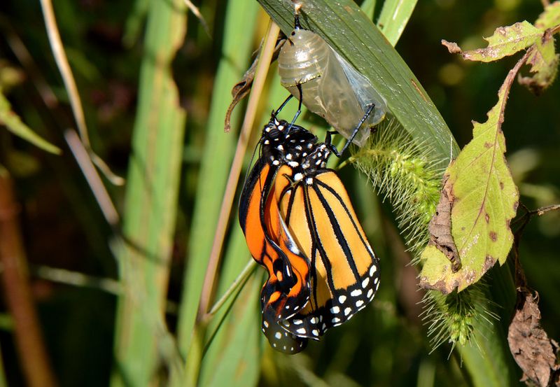 The Butterfly's First Flight