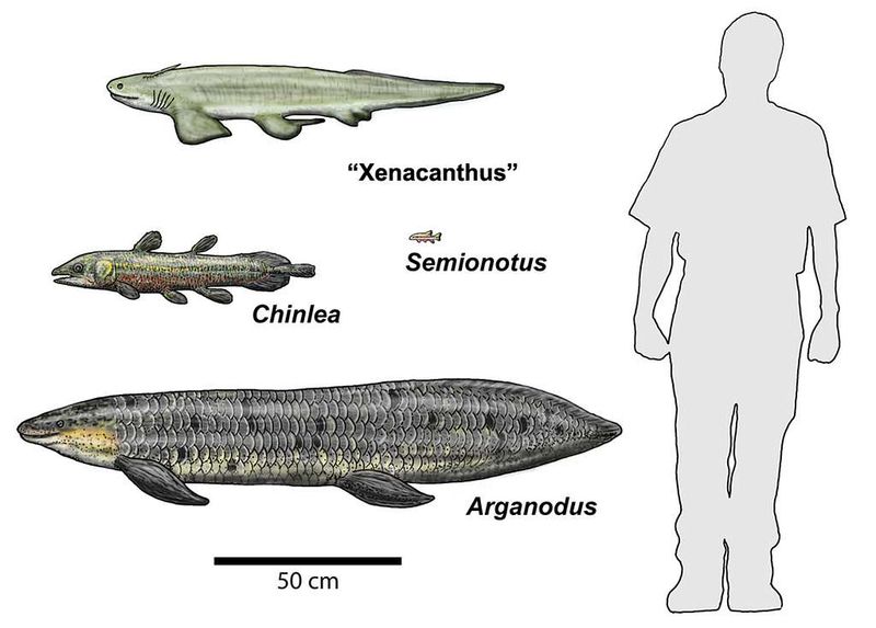 Some Ancient Sharks Lived in Freshwater Rivers