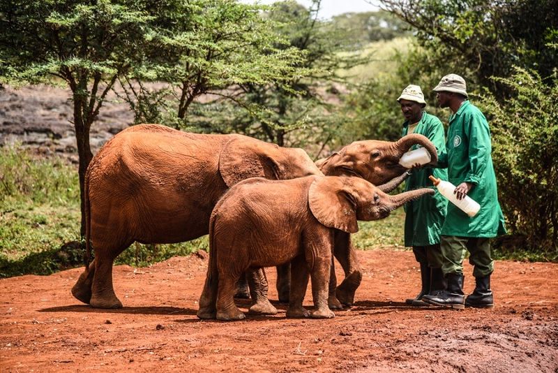 Sheldrick Wildlife Trust – Nairobi, Kenya