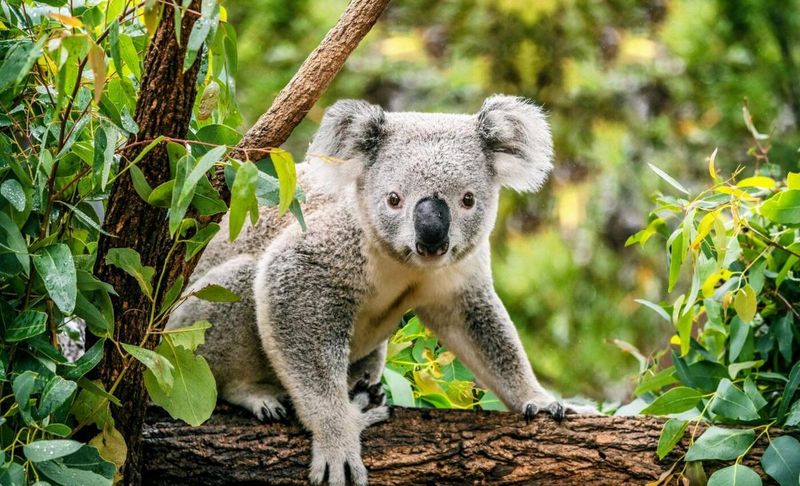 The Koala