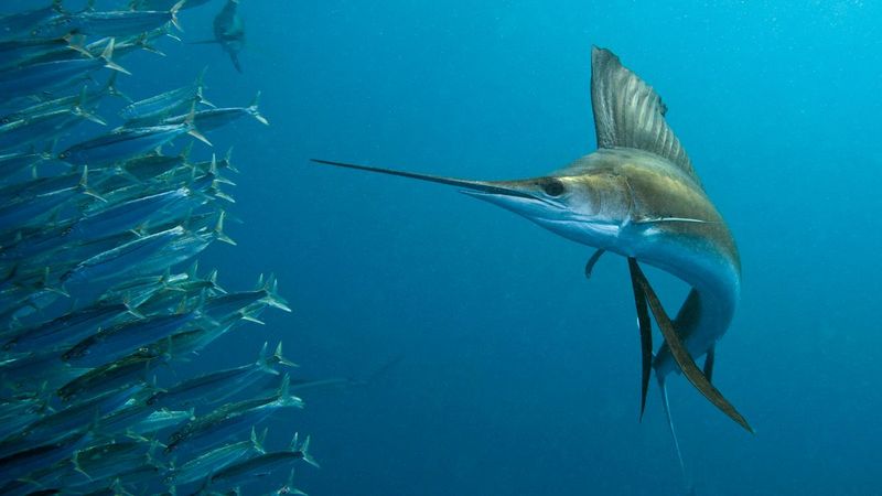 Sailfish Speed Record