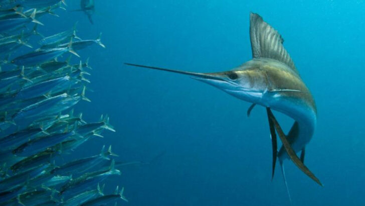 The Fastest Fish in U.S. Waters and the Secret Behind Its Speed