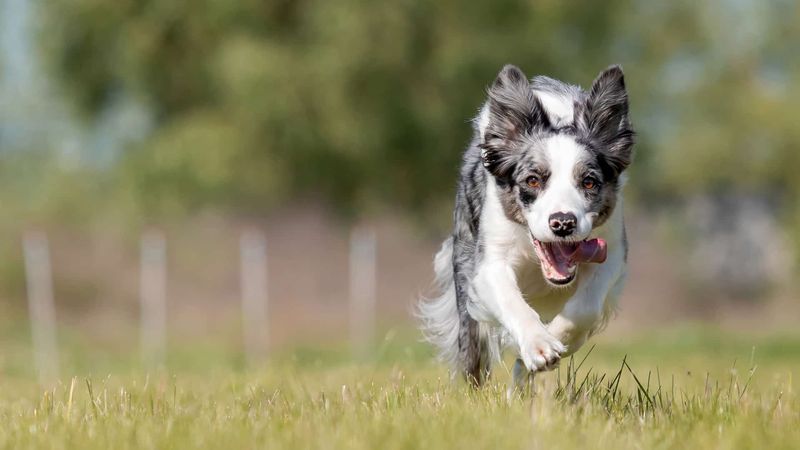 The Energetic Explorer