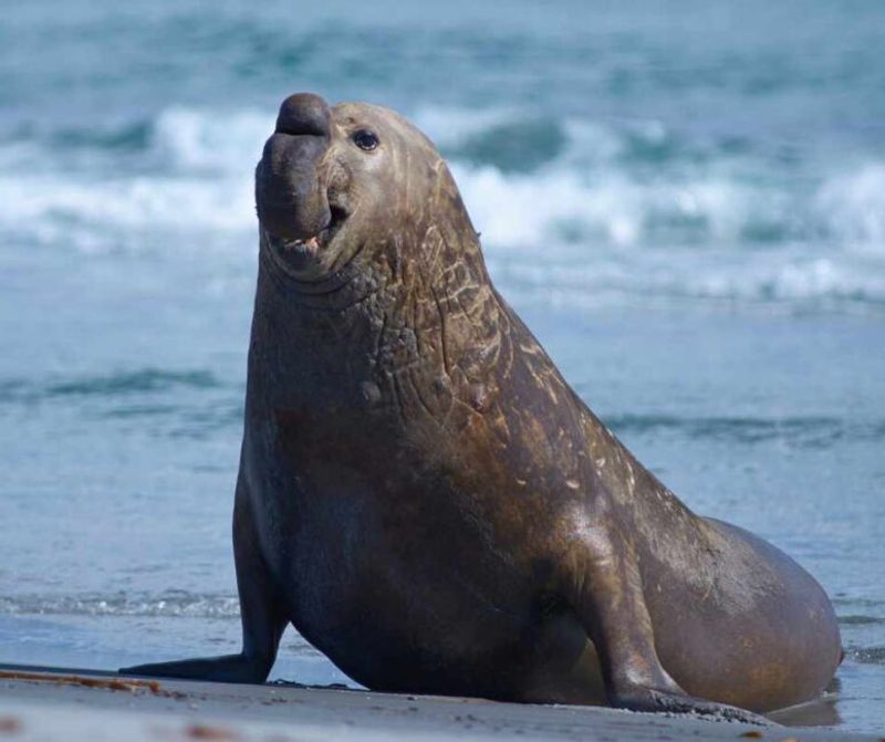 Southern Elephant Seal