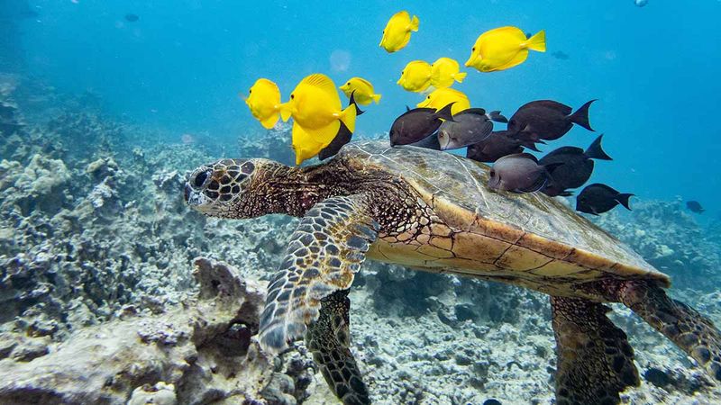 The Role in Ecosystems