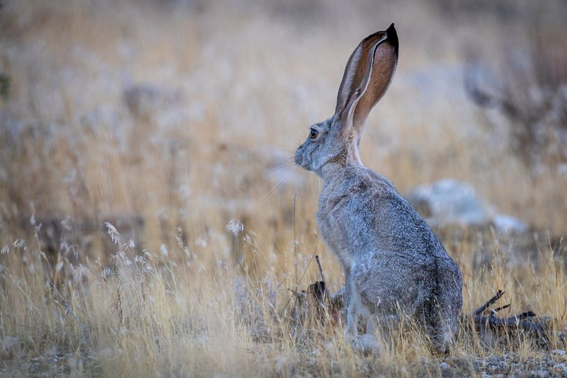 Jackrabbits Outrunning Trouble