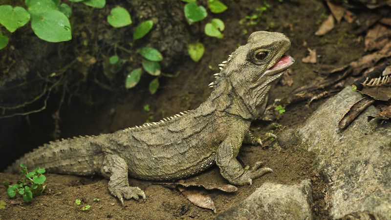 The Tuatara
