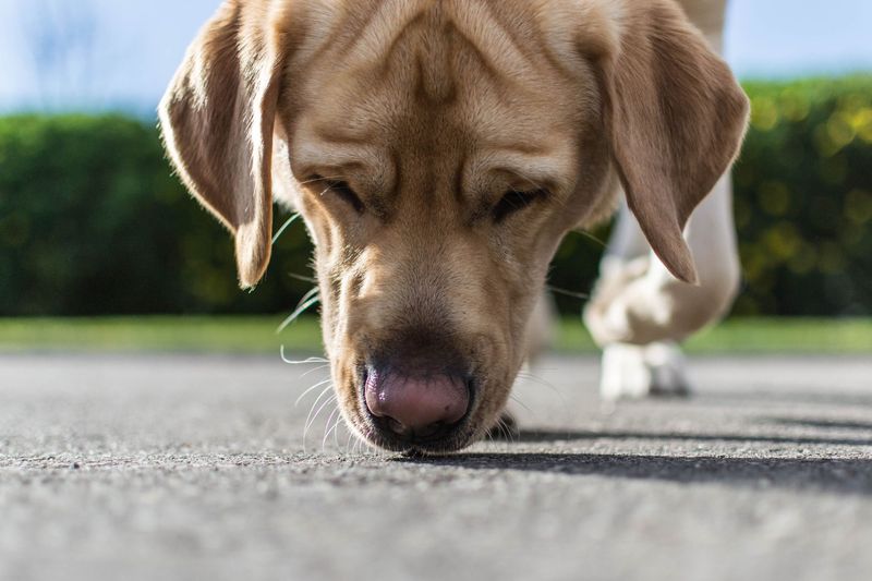 The Final Sniff