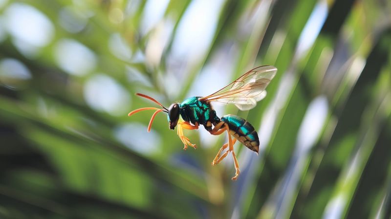 Jewel Wasp's Geographic Range