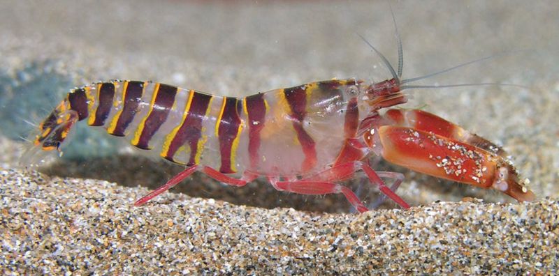 A Unique Predator