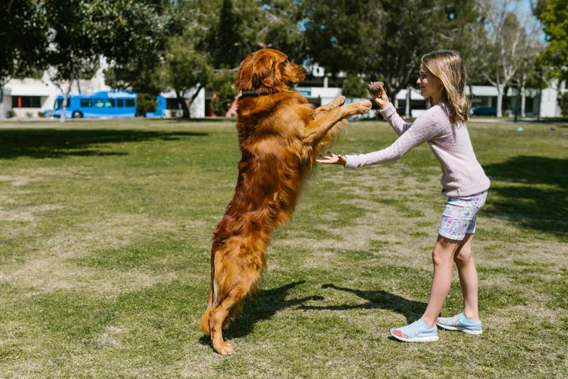 The Playful Companion