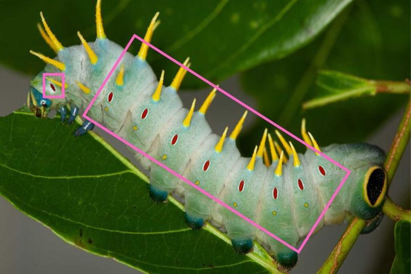 Breathing Through Spiracles