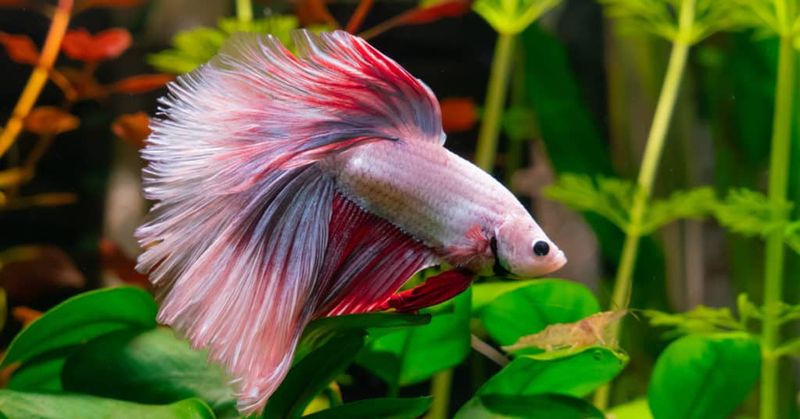 Betta Fish and Facial Recognition