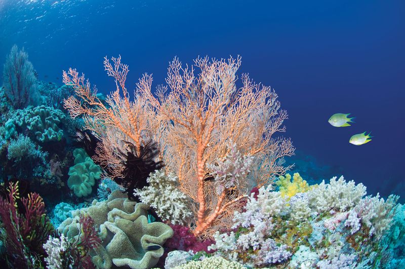 The Coral Reef Fish