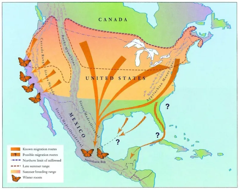 The Remarkable Migration Route