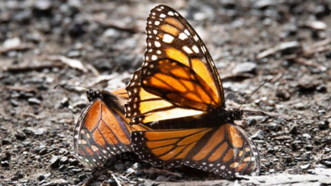 The Monarch Butterfly’s 3,000-Mile Journey—And the Shocking Obstacles