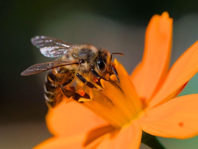 Pollination Powerhouses