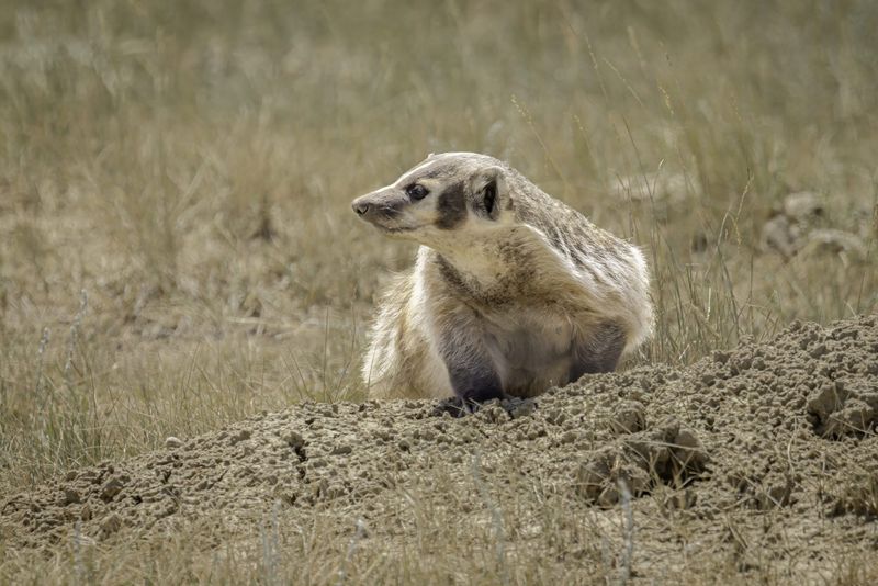 Badgers That Held Their Ground