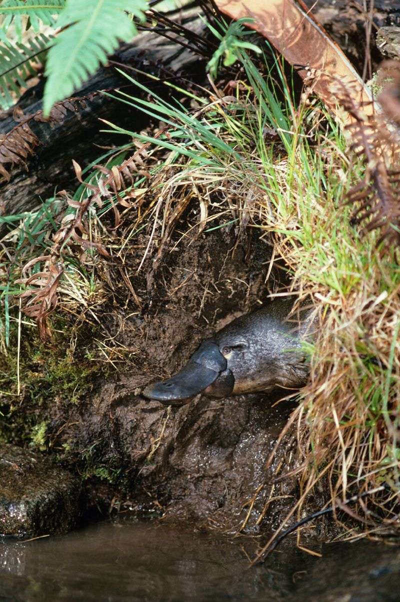 Platypus Burrow Engineering