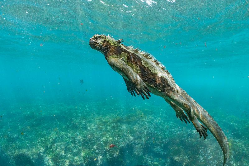 Unique Swimming Skills