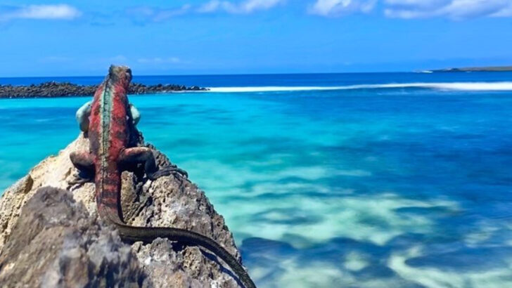 The Only Lizard That Swims: Fascinating Facts About the Marine Iguana