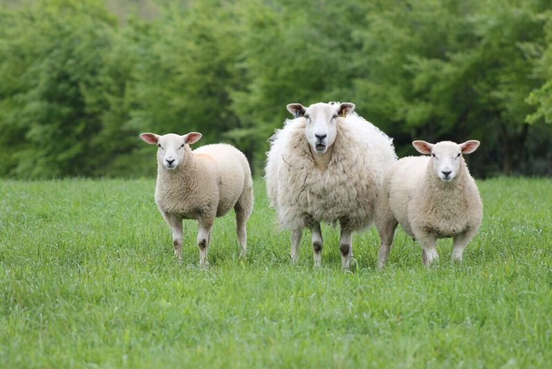 Exceptional Meat Quality