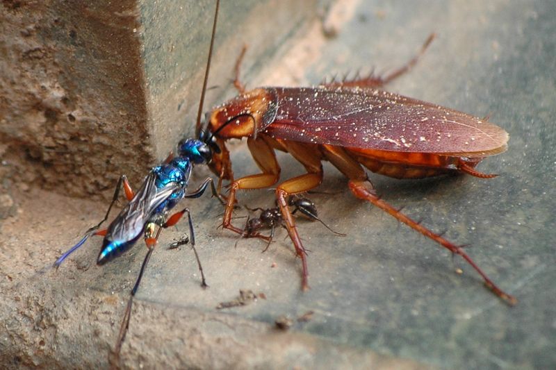 Metamorphosis Inside a Cockroach
