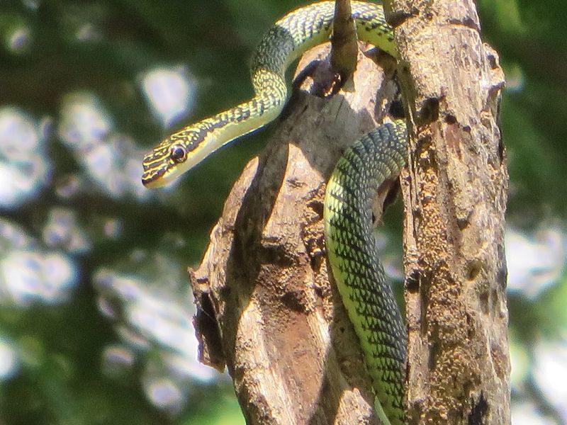 Species Diversity