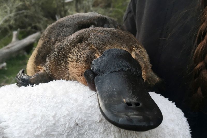 Conservation Challenges Facing Platypuses
