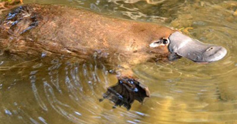 Electroreception in Platypuses