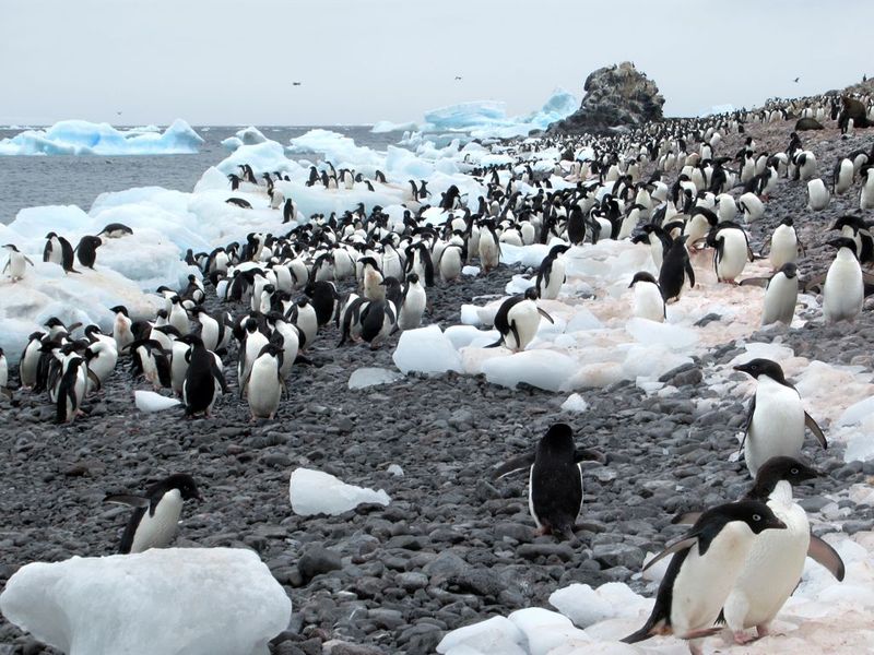 The Adelie Penguin