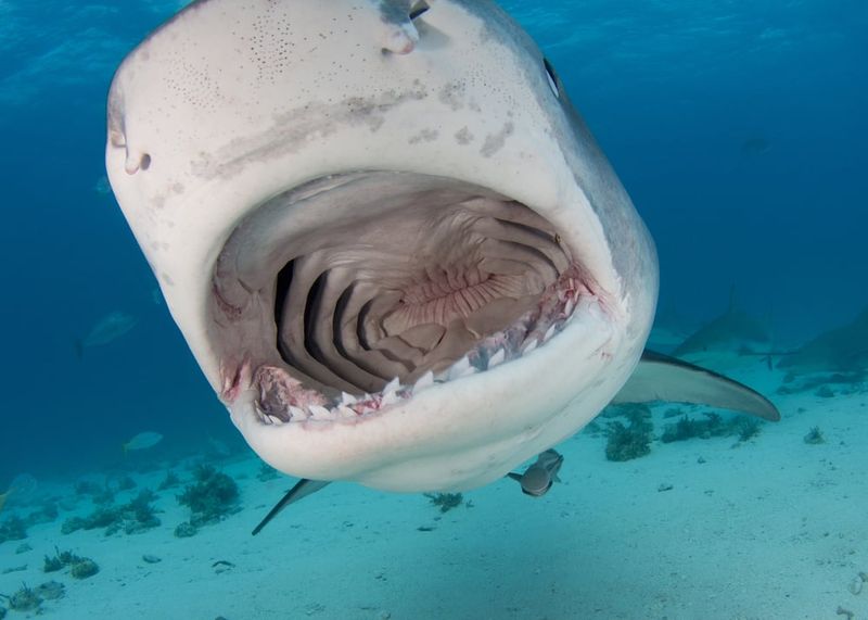 Tiger Shark's Varied Diet
