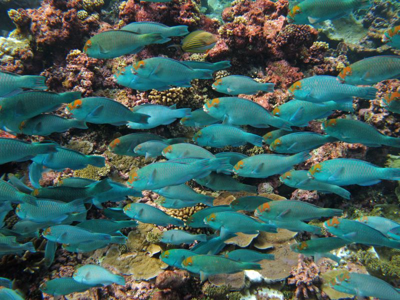 Vital Coral Reef Custodians