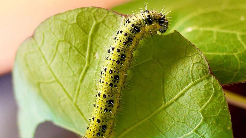 Caterpillar's Defensive Mechanisms