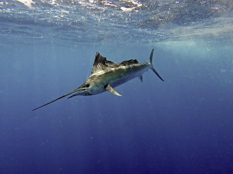 Habitat and Distribution