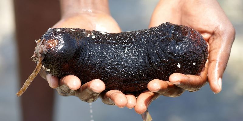 Future Prospects: From Sea to Science