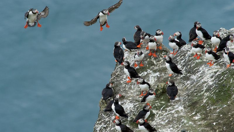Puffins