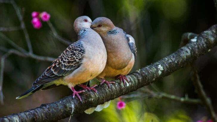 The Silent Flight: More Than 500 Bird Species May Vanish by 2125, Study Reveals