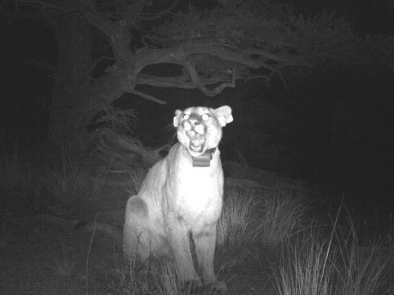 Keen Sight in the Dark