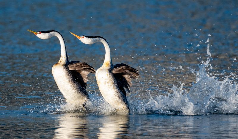 Western Grebe