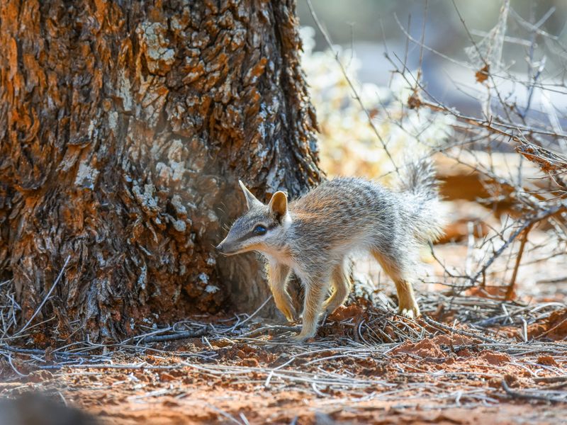 Daytime Marsupial