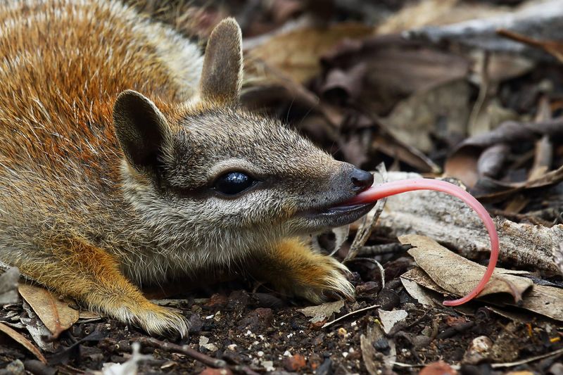 The Scent of Termites